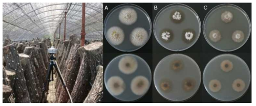 현장 샘플링 사진 및 배지별 콜로니 형태. A-C: 배지별 균총 특성관찰 (A: PDA, B: MEA, C: CYA)