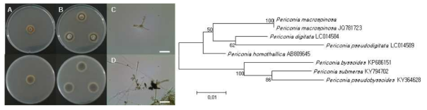 Periconia macrospinosa DK12-3의 형태학적 관찰 (좌) 및 ITS rDNA 유전자에 기초한 계통수 (우). A-B: 배지별 균총 특성관찰 (A: PDA, B: CYA), C-D: 광학현미경관찰 (x400)