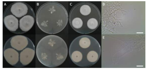 Neopestalotiopsis surinamensis DK12-4의 형태학적 관찰. A-C: 배지별 균총 특성관찰 (A: PDA, B: MEA, C: CYA), D-E: 광학현미경관찰 (X400), F: A neighbor-joining tree (β-tubulin, bootstrap = 1,000)