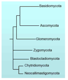 Dikarya를 구성하는 Ascomycota (자낭균문)와 Basidiomycota (담자균문)와 Monokarya를 구성하는 Zygomycota (접합균문) 등을 나타내는 주요 곰팡이 분류체계도