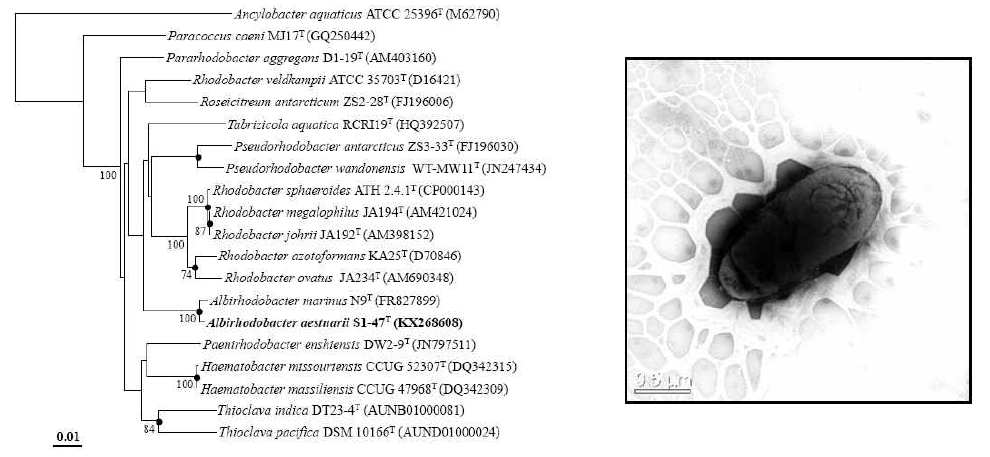 Albirhodobacter confluentis S1-47T 의 근연종들과의 유연관계 및 전자현미경 사진