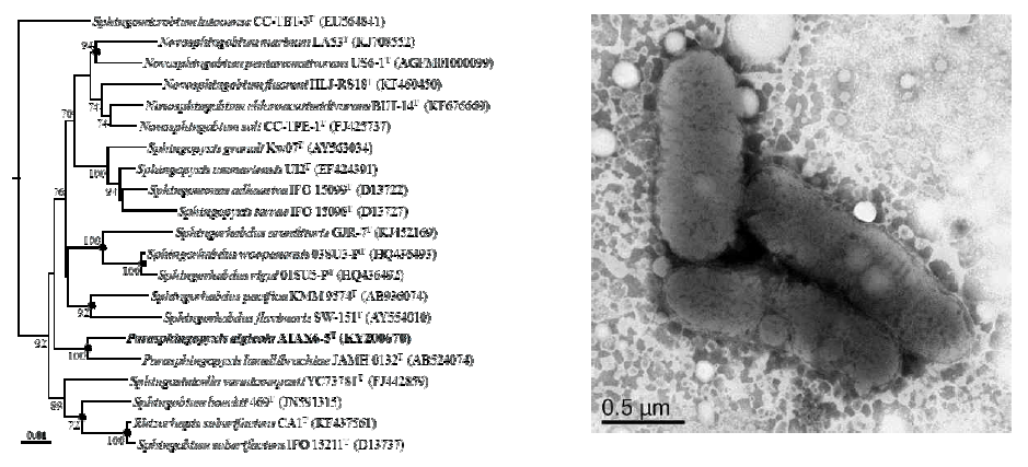 Parasphingopyxis algicola ATAX6-5T 의 근연종들과의 유연관계 및 전자현미경 사진