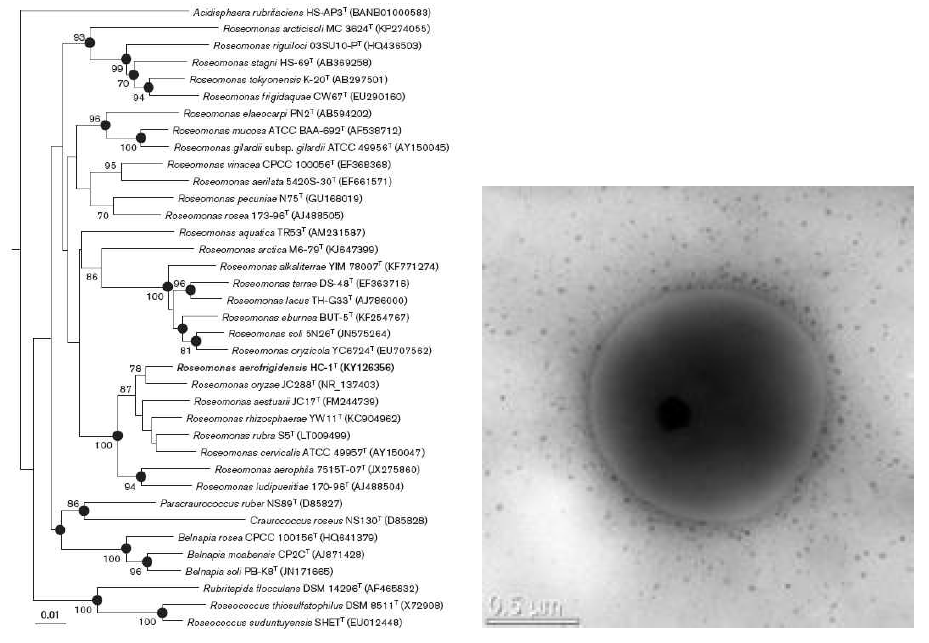 Roseomonas aerofrigidensis HC1T 의 근연종들과의 유연관계 및 전자현미경 사진