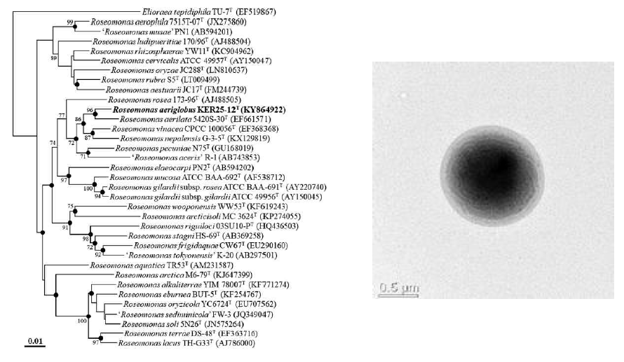 Roseomonas aeriglobus KER25-12T의 근연종들과의 유연관계 및 전자현미경 사진