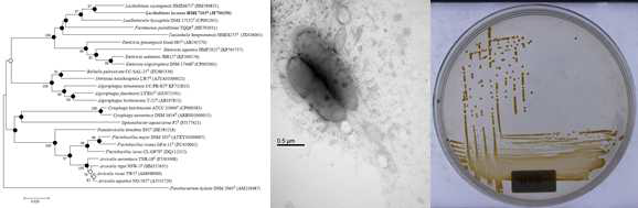 Lacihabitans lacunae HME7103T 의 근연종들과의 유연관계, 전자현미경 사진 및 agar plate 사진