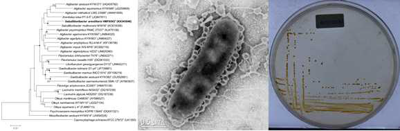 Sabulilitoribacter arenilitoris HMF6543T 의 근연종들과의 유연관계, 전자현미경 사진 및 agar plate 사진