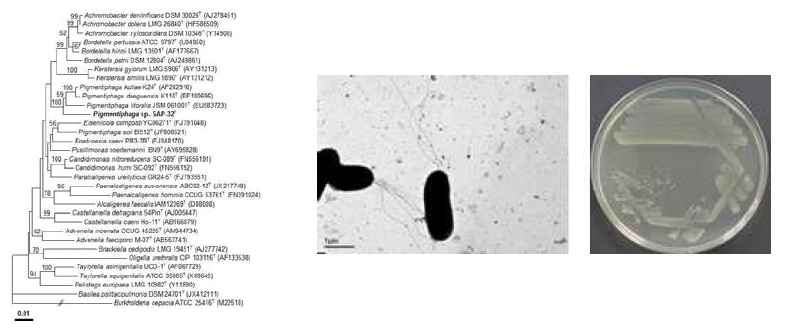 Pigmentiphaga aceris SAP-32T 의 근연종들과의 유연관계, 전자현미경 사진 및 agar plate 사진