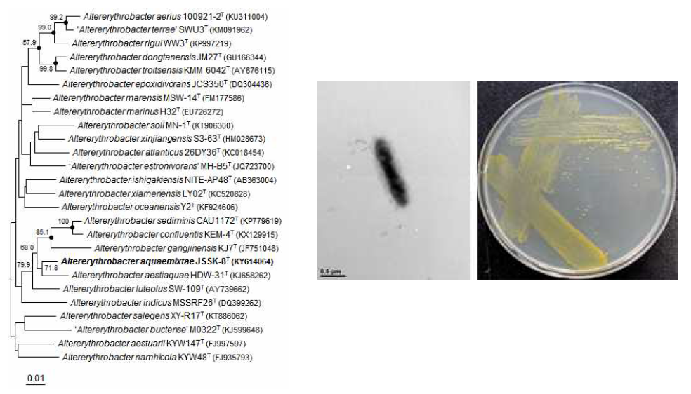 Altererythrobacter aquaemixtae JSSK-8T 의 근연종들과의 유연관계, 전자 현미경 사진 및 agar plate 사진