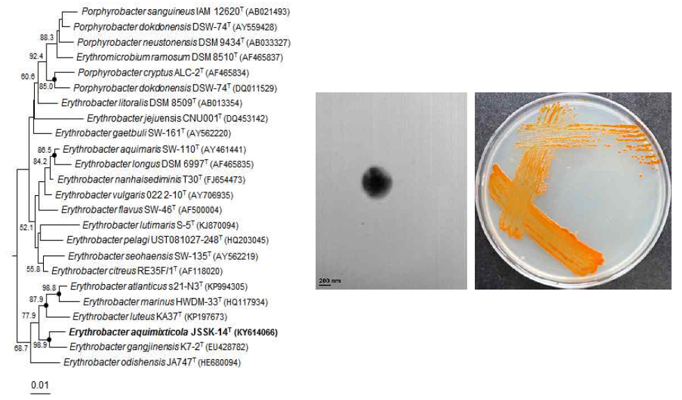 Erythrobacter aquimixticola JSSK-14T 의 근연종들과의 유연관계, 전자현미경 사진 및 agar plate 사진