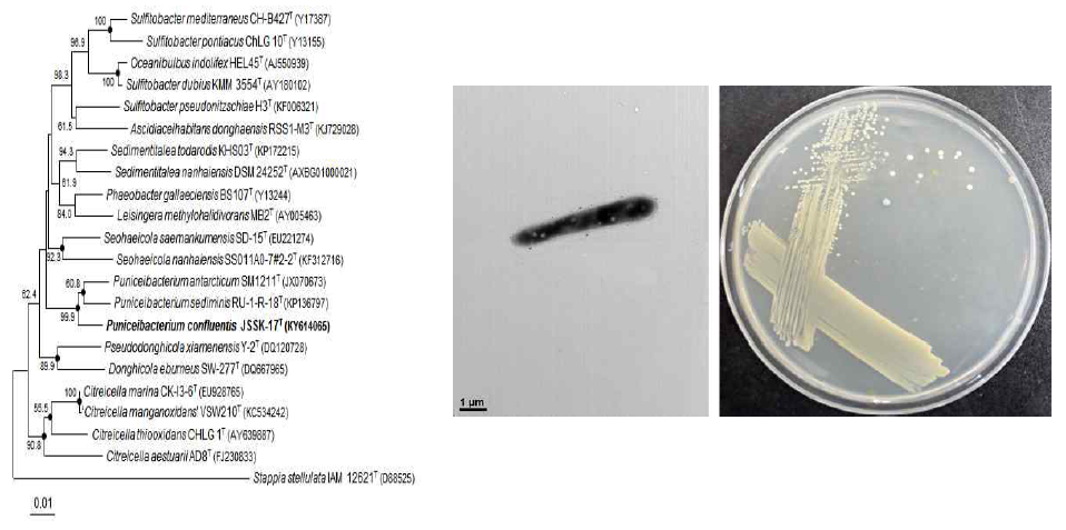 Puniceibacterium confluentis JSSK-17T 의 근연종들과의 유연관계, 전자현미경 사진 및 agar plate 사진