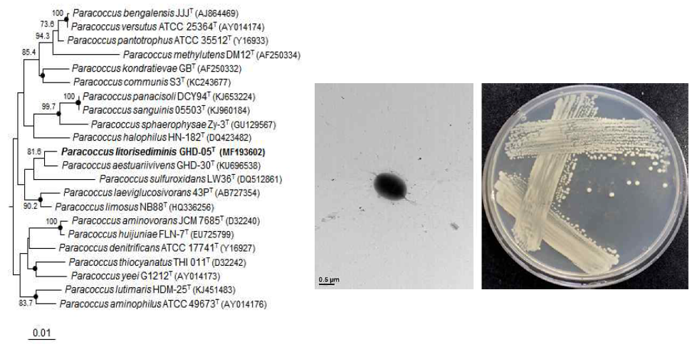 Paracoccus litorisediminis GHD-05T 의 근연종들과의 유연관계, 전자현미경 사진 및 agar plate 사진