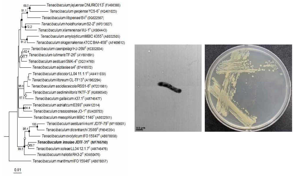 Tenacibaculum insulae JDTF-31T 의 근연종들과의 유연관계, 전자현미경 사진 및 agar plate 사진