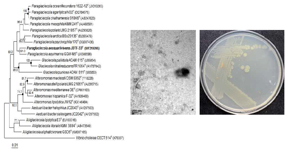 Paraglaciecola aestuariivivens JDTF-33T 의 근연종들과의 유연관계, 전자현미경 사진 및 agar plate 사진