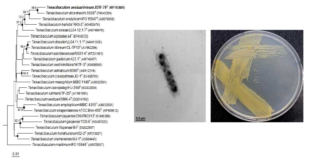 Tenacibaculum aestuariivivum JDTF-79T 의 근연종들과의 유연관계, 전자현미경 사진 및 agar plate 사진