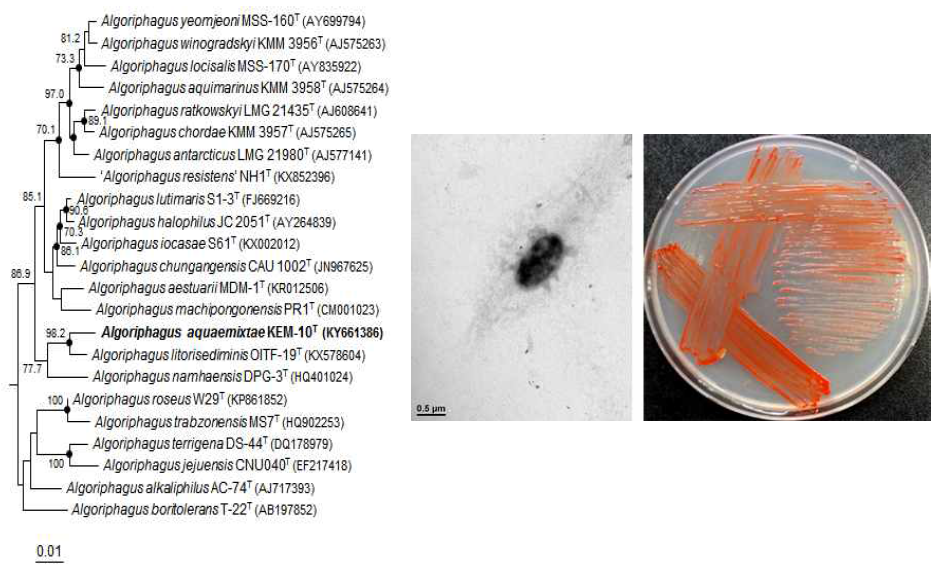 Algoriphagus aquaemixtae KEM-10T 의 근연종들과의 유연관계, 전자현미경 사진 및 agar plate 사진