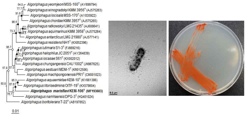 Algoriphagus marisflavi KEM-106T 의 근연종들과의 유연관계, 전자현미경 사진 및 agar plate 사진