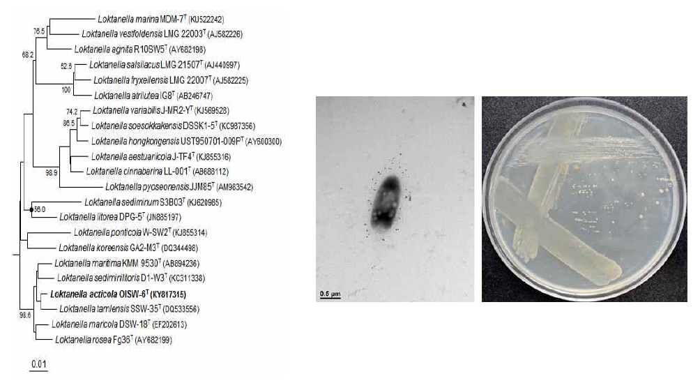 Loktanella acticola OISW-6T 의 근연종들과의 유연관계, 전자현미경 사진 및 agar plate 사진