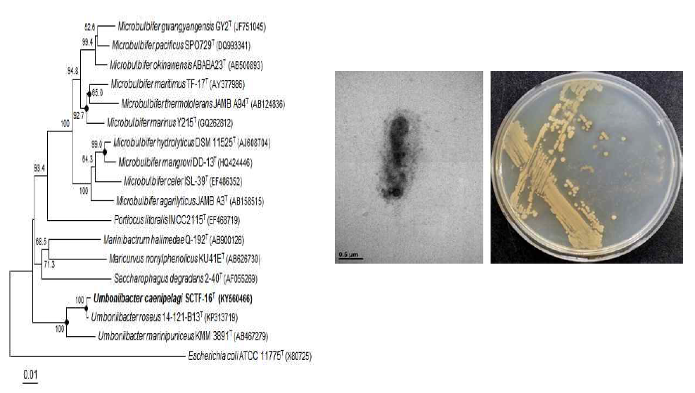 Umboniibacter caenipelagi SCTF-1T 의 근연종들과의 유연관계, 전자현미경 사진 및 agar plate 사진