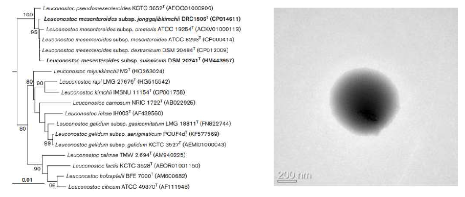 Leuconotoc mesenteroides subsp. jonggajibkimchii DRC1506T 의 근연종들과의 유연관계 및 전자현미경 사진