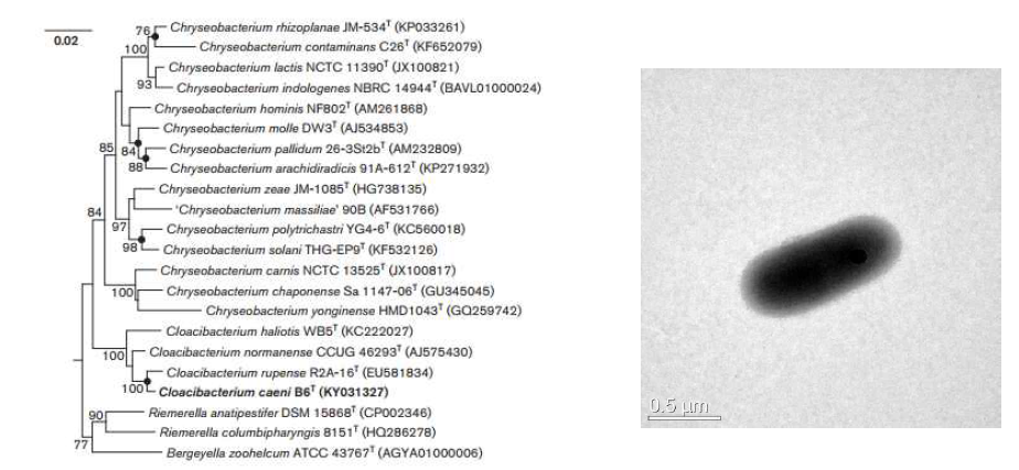 Cloacibacterium caeni B6T 의 근연종들과의 유연관계 및 전자현미경 사진