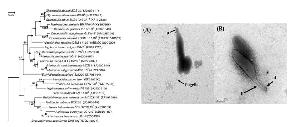 Marinicauda algicola RAMR8-3T 의 근연종들과의 유연관계 및 전자현미경 사진