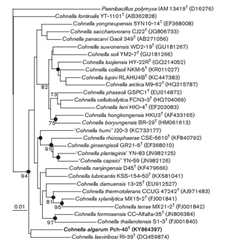 Cohnella algarum Pch-40T 의 근연종들과의 유연관계