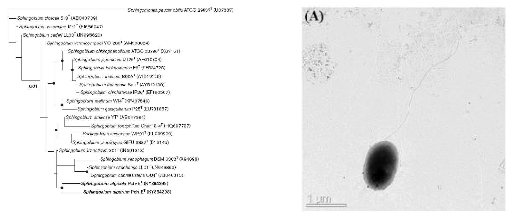 Sphingobium paulinellae Pch-BT의 근연종들과의 유연관계 및 전자현미경 사진