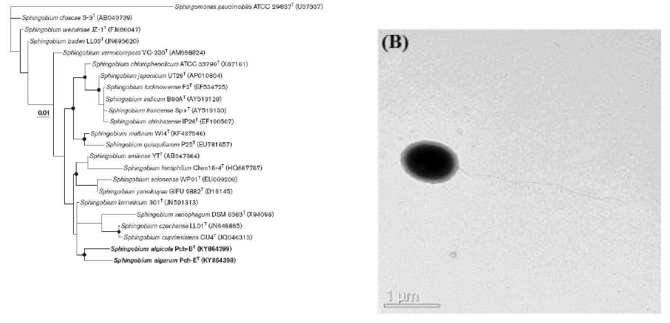 Sphingobium algicola Pch-ET 의 근연종들과의 유연관계 및 전자현미경 사진