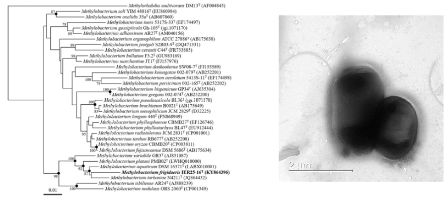 Methylobacterium frigidaeris IER25-16T 의 근연종들과의 유연관계 및 전자현미경 사진