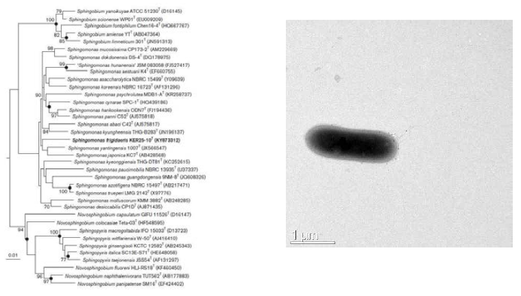 Sphingomonas frigidaeris KER25-10T 의 근연종들과의 유연관계 및 전자현미경 사진