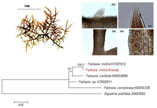 Farlowia mollis의 형태 형질 및 계통분석 결과