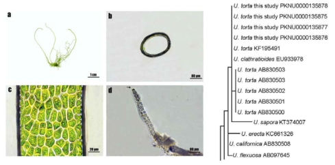 Ulva torta의 형태 형질 및 계통분석 결과