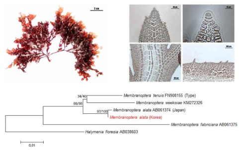 Membranoptera alata의 형태 형질 및 계통분석 결과