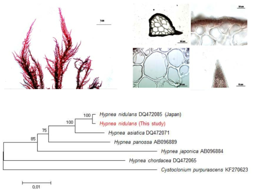 Hypnea nidulans의 형태 형질 및 계통분석 결과