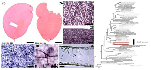 Nesoia pulchella sp. nov.의 형태 형질 및 계통분석결과