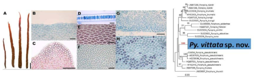 Pyropia vittata sp. nov.의 형태 형질 및 계통분석결과