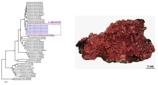 Lithothamnion japnocium의 계통분석결과 및 형태 형질
