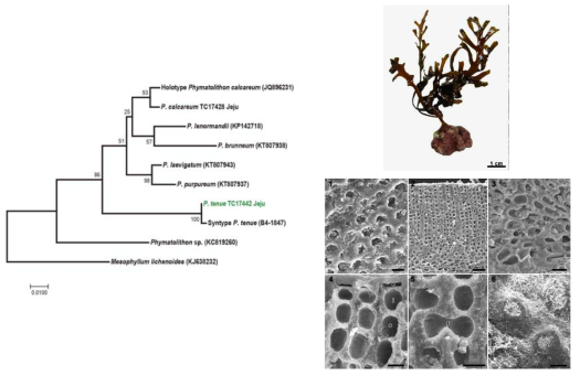 Phymatolithon tenue의 계통분석결과 및 형태 형질