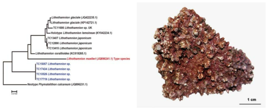 Lithothamnion sp.의 계통분석결과 및 형태 형질
