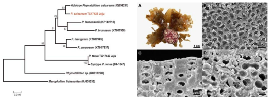 Phymatolithon sp. 3 계통분석결과 및 형태 형질