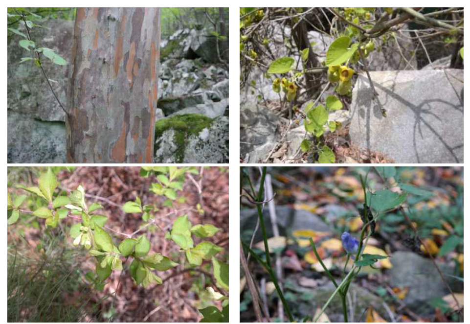 문복산의 주요 식물. 상단 좌측부터 노각나무, 등칡, 병꽃나무, 투구꽃