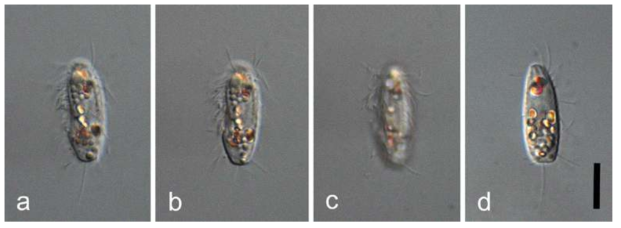 Parauronema virginianum, live specimen. All images are DIC images. Scale Bar: 10μm