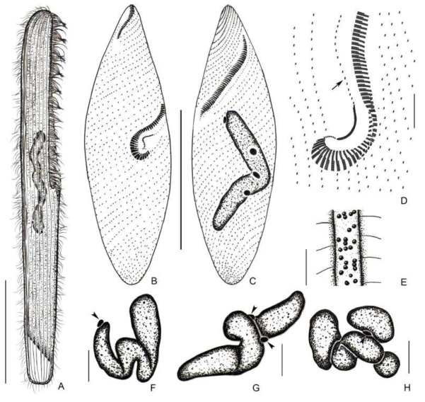 (A–H) Spirostomum yagiui from life (A, E) and after protargol impregnation (B–D, F–H). A: Typical shape of live specimen. B: Ventral and dorsal side views to show the somatic and oral ciliature. C: Rod-shaped macronucleus. D: Detailed oral apparatus around the cytopharyngeal area, arrow indicates the circumoral kinety connected with the paroral membrane. E: Ellipsoidal cortical granules arranged between somatic kineties. F–H: Various macronuclear shapes. Scale bars 100 μm (A, B, C),15 μm (D), 10 μm (F–H), 5 μm (E)
