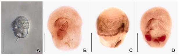 Urocentrum turbo in vivo (A) and protargol impregnated specimen (B-D). A. Typical individual in vivo. B. Ventral view and three buccal membranes. C. Frontal and equitorial ciliary band. D. Macro- and micronucleus. Scale bars: A = 50 μm, B-D = 20 μm