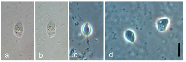 Cercomonas pellucida, live specimen. (a)-(b) DIC images, (c)-(d) phase contrast Images. Scale Bar: 10μm