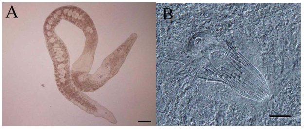 A. Live individual. B. Sclerotic stylet. (Scale bar. A= 200μm, B= 20μm)