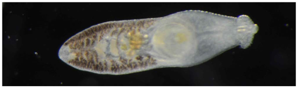 Echinochasmus areatus, ventral view