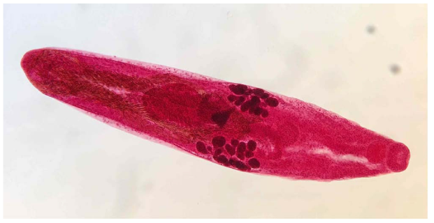 Acetocarmine stained specimen of Hurleytrematoides japonicus