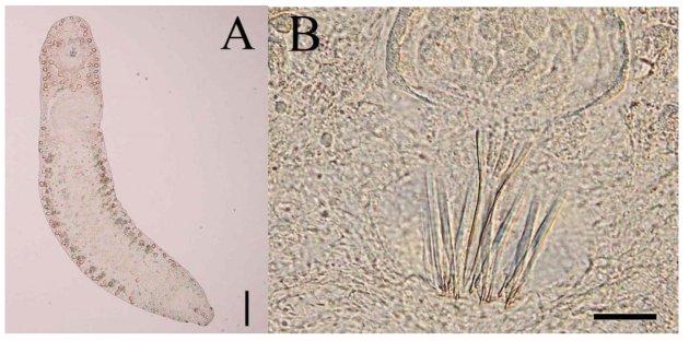 A. Live individual. B. Copulatory organs. (Scale bar. A= 50μm, B= 20μm)