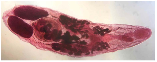 Acetocarmine stained specimen of Paragyliauchen chaetodontis